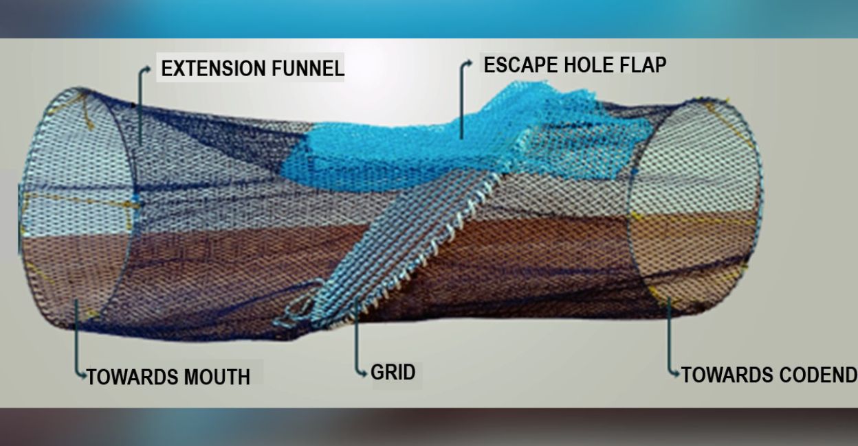 A diagram showing the structure of the Turtle Excluder Device (TED). Photo: Special Arrangement